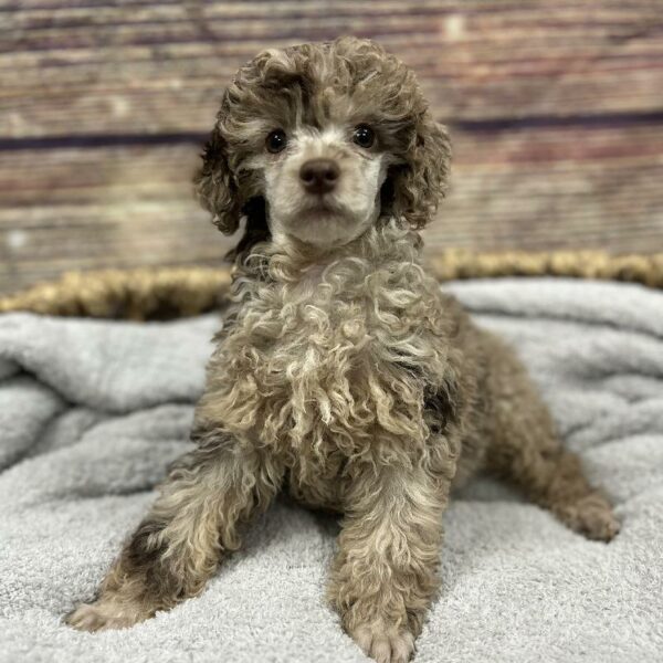 Mini Poodle-DOG-Female-Red Merle-5015-Petland Woodlands, TX