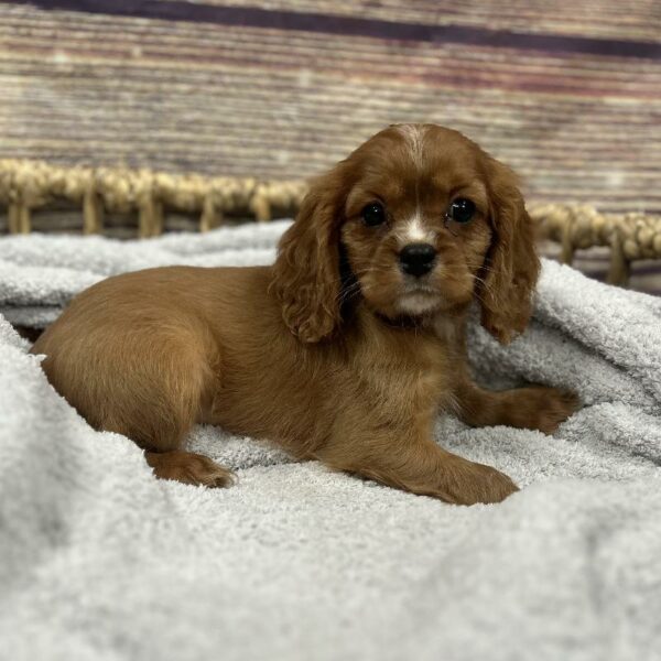 Cavalier King Charles Spaniel-DOG-Male-Ruby-5013-Petland Woodlands, TX