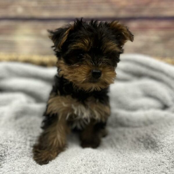 Yorkie-DOG-Male-Black and Tan-5018-Petland Woodlands, TX
