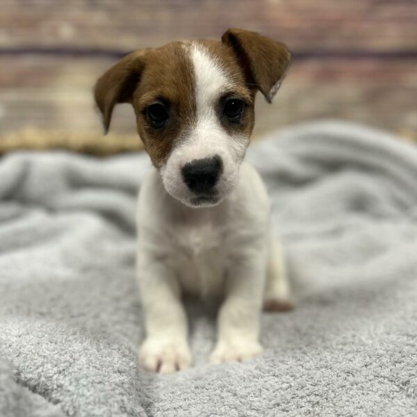 Jack Russell Terrier-DOG-Male-White and Red-5020-Petland Woodlands, TX
