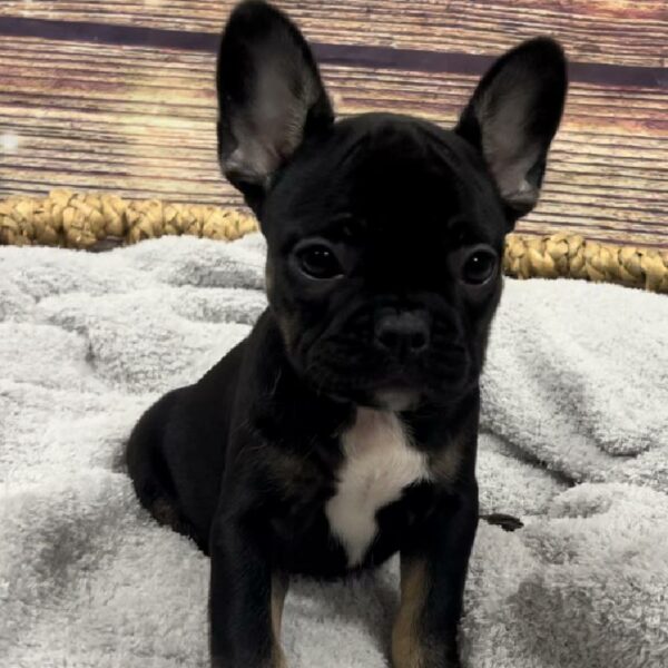 French Bulldog-DOG-Female-Black and Tan-5022-Petland Woodlands, TX