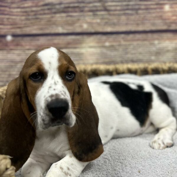 Basset Hound-DOG-Female-White Black and Brown-5021-Petland Woodlands, TX