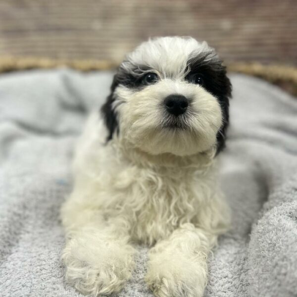 Teddy Bear-DOG-Female-Black and White-5032-Petland Woodlands, TX