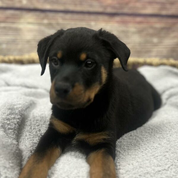 Rottweiler-DOG-Male-Black and Mahogany-5030-Petland Woodlands, TX