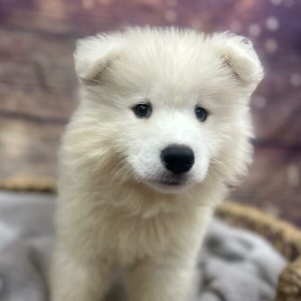 Samoyed-DOG-Male-wh-5040-Petland Woodlands, TX