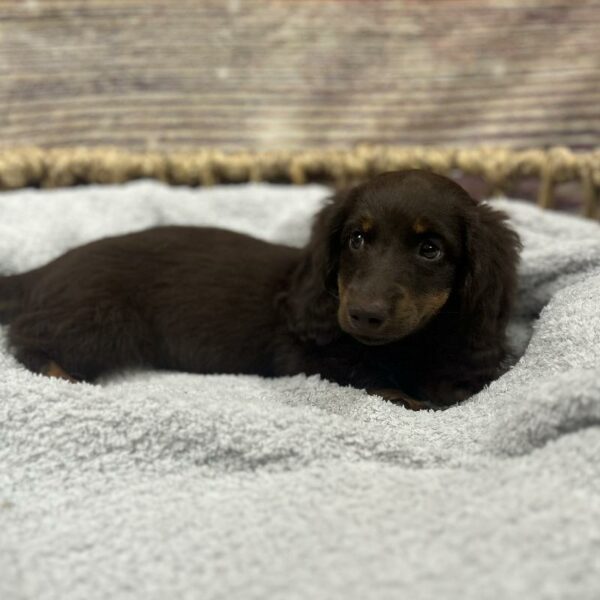 Dachshund-DOG-Male-chlt & tn-5035-Petland Woodlands, TX