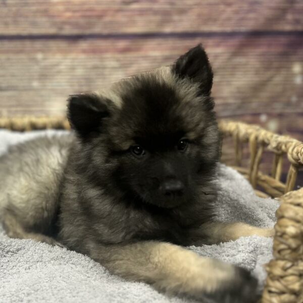 Keeshond-DOG-Male-blk & slvr-5038-Petland Woodlands, TX