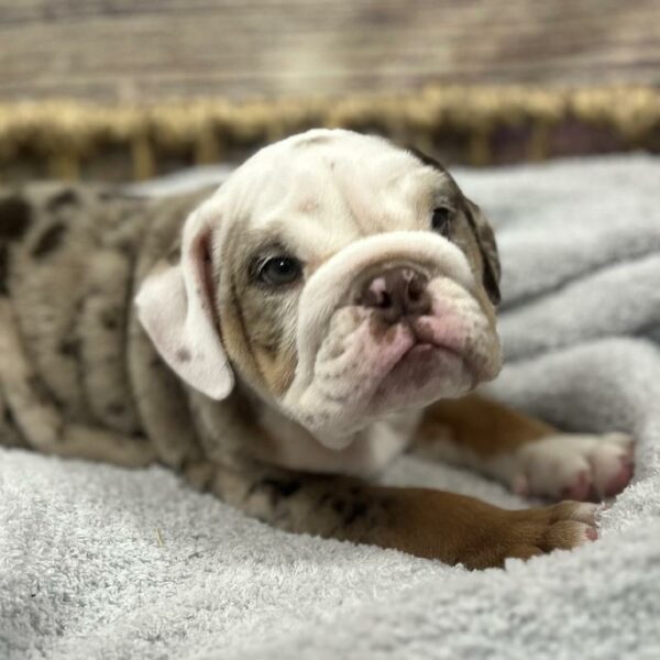 English Bulldog-DOG-Male-lile mrl-5036-Petland Woodlands, TX