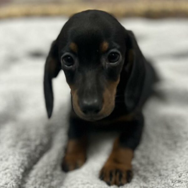 Dachshund-DOG-Female-Black and Tan-5046-Petland Woodlands, TX