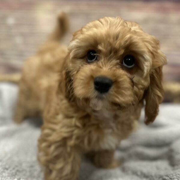Cavapoo-DOG-Female-Apricot-5045-Petland Woodlands, TX