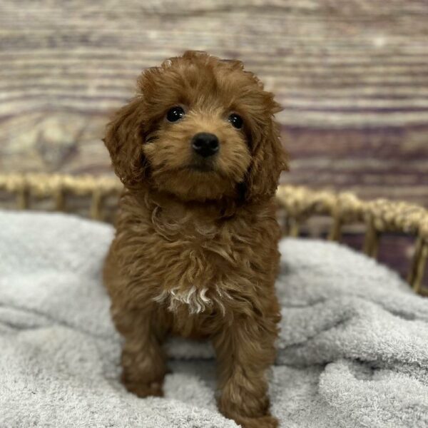 Mini Goldendoodle-DOG-Female-Golden-5042-Petland Woodlands, TX