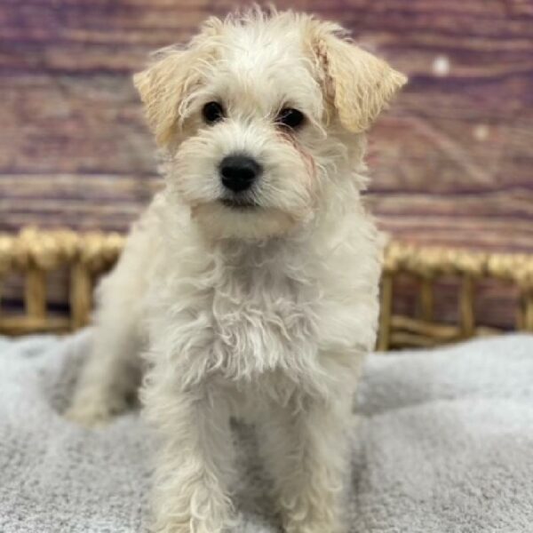 Schnoodle-DOG-Male-Cream-4953-Petland Woodlands, TX