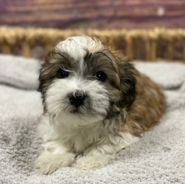 Havanese-DOG-Male-sbl & wh-4988-Petland Woodlands, TX