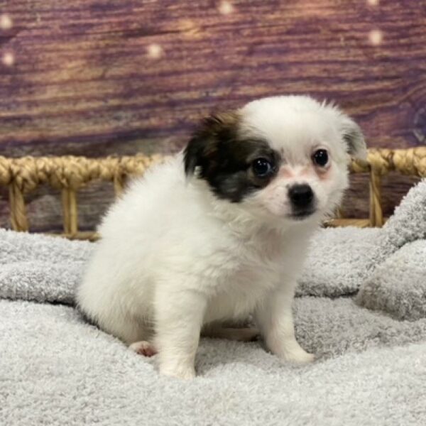 Chihuahua-DOG-Male-blk & wh-4991-Petland Woodlands, TX