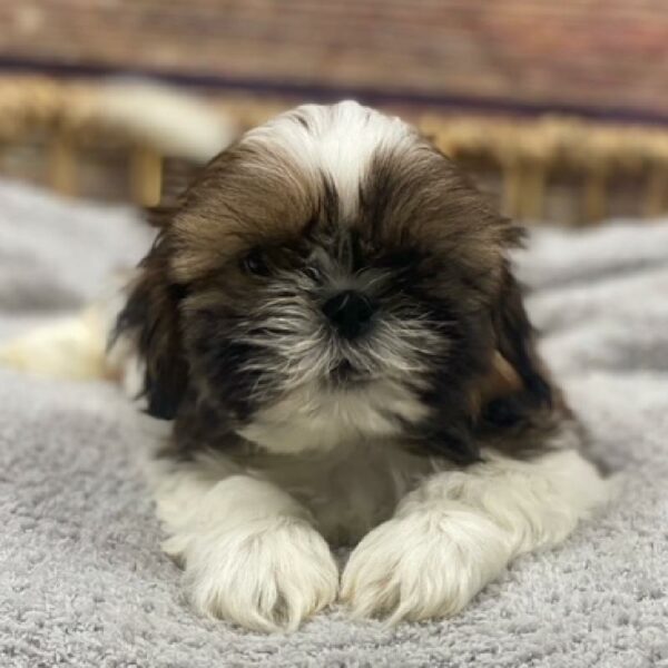Shih Tzu-DOG-Male-sbl & wh-4998-Petland Woodlands, TX