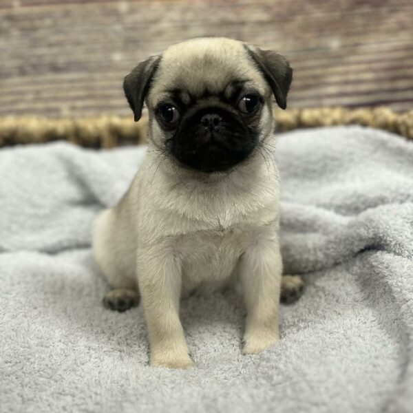 Pug-DOG-Female-fn-5039-Petland Woodlands, TX
