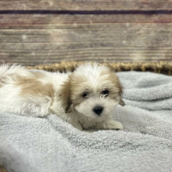 Coton De Tulear-DOG-Male-br & wh-5034-Petland Woodlands, TX