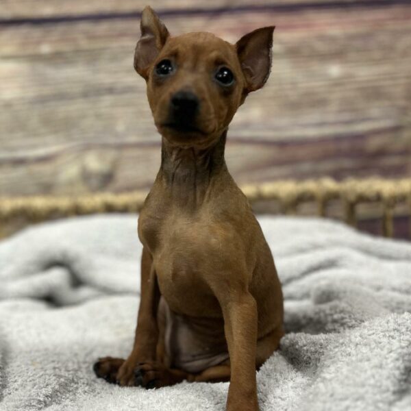 Min Pin-DOG-Female-Red-5047-Petland Woodlands, TX