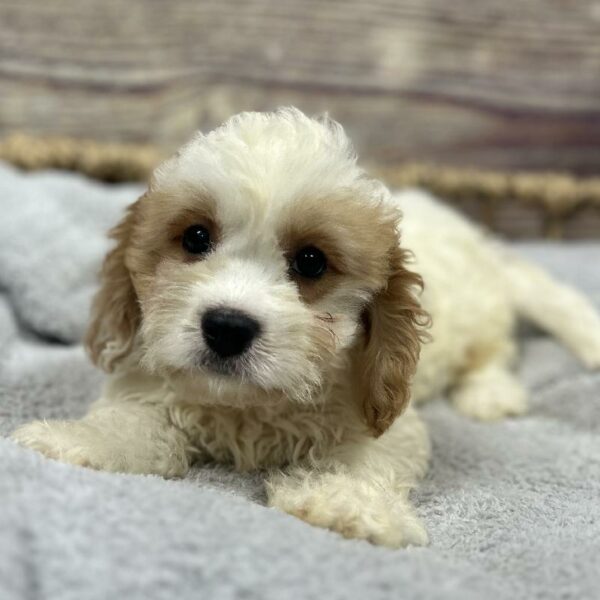 Cavachon DOG Male White and Apricot 5049 Petland Woodlands, TX