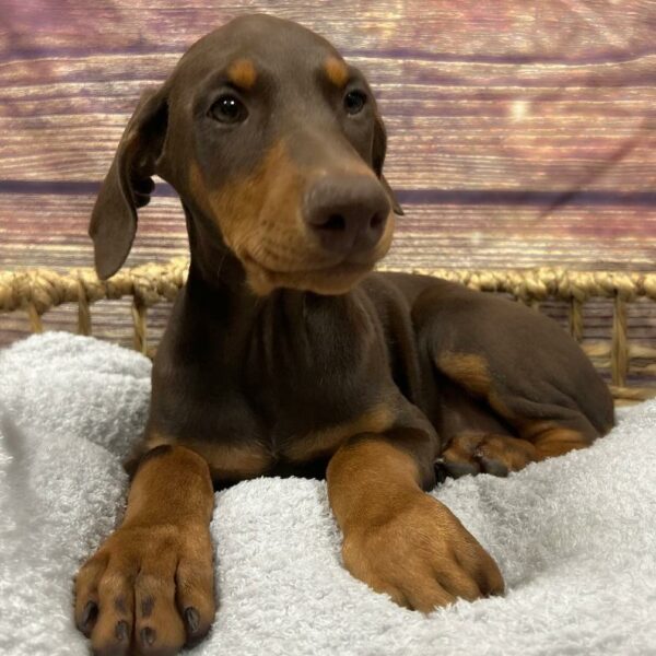 Doberman Pinscher-DOG-Female-Red and Rust-5051-Petland Woodlands, TX