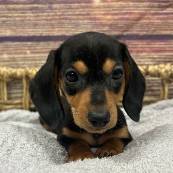 Dachshund-DOG-Female-Black and Tan-5050-Petland Woodlands, TX