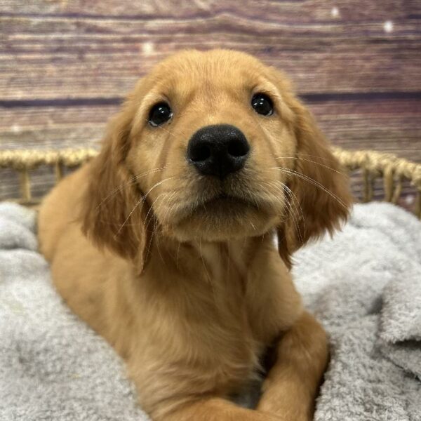 Golden Retriever-DOG-Female-Dark Golden-5053-Petland Woodlands, TX