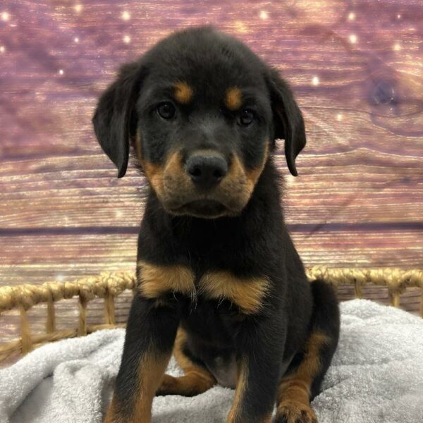 Rottweiler-DOG-Female-Black and Mahogany-5052-Petland Woodlands, TX