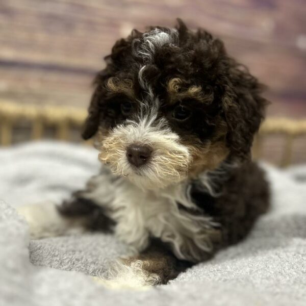 Bernedoodle-DOG-Female-Chlt, Wh, Tn-5054-Petland Woodlands, TX