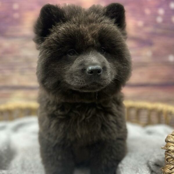 Chow Chow-DOG-Female-Bl-5055-Petland Woodlands, TX
