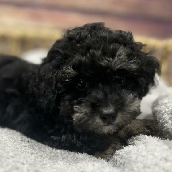 Mini Poodle-DOG-Female-blk & tn-5058-Petland Woodlands, TX