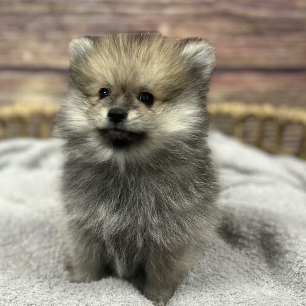 Pomeranian-DOG-Male-fn-5057-Petland Woodlands, TX