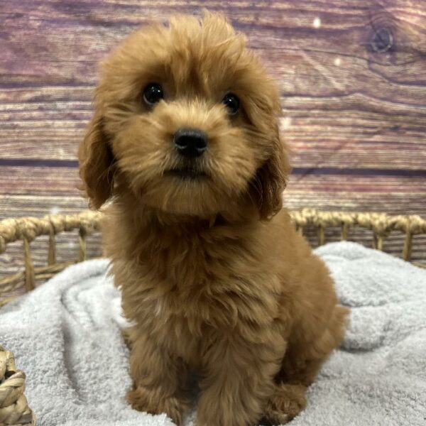 Mini Goldendoodle-DOG-Male-rd-5056-Petland Woodlands, TX