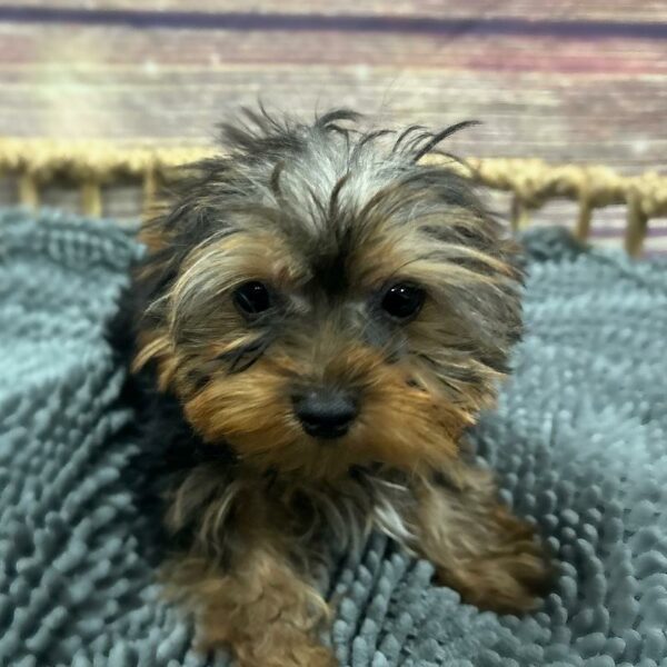Yorkie-DOG-Male-Blk & Tn-5073-Petland Woodlands, TX
