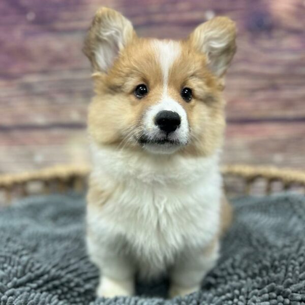 Pembroke Welsh Corgi-DOG-Male-Rd & Wh-5069-Petland Woodlands, TX