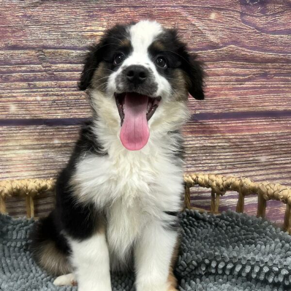 Miniature American Shepherd-DOG-Female-Black White and Tan-5061-Petland Woodlands, TX