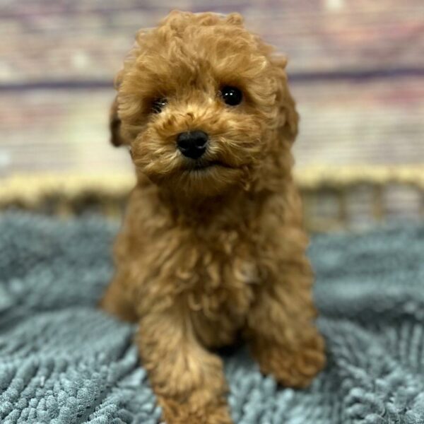 Poodle Toy-DOG-Male-Rd-5070-Petland Woodlands, TX