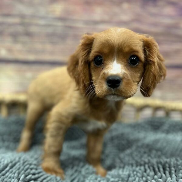 Cavalier King Charles Spaniel-DOG-Male-Rby-5065-Petland Woodlands, TX