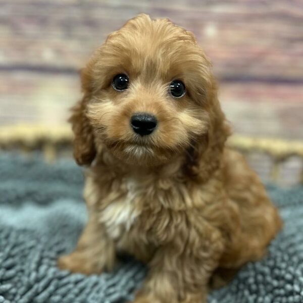 Cavapoo-DOG-Male-Red-5066-Petland Woodlands, TX