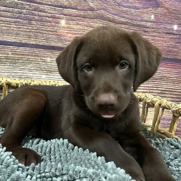 Labrador Retriever-DOG-Female-Chlt-5068-Petland Woodlands, TX