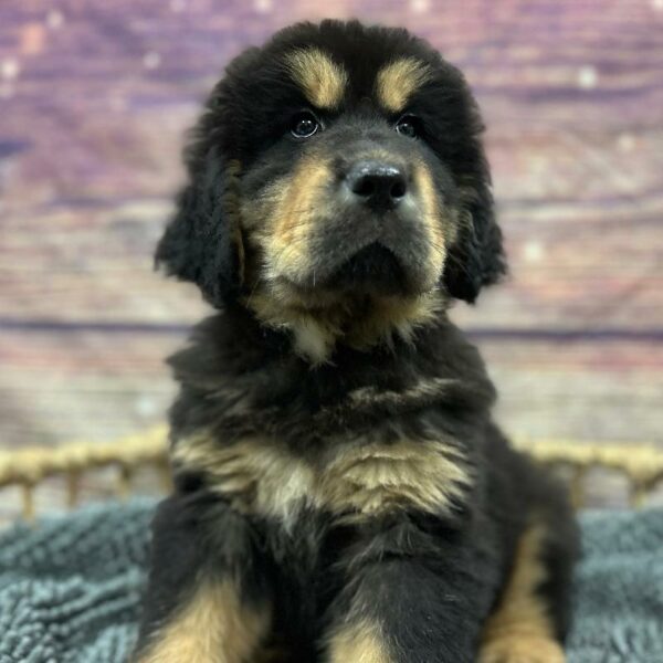 Tibetan Mastiff-DOG-Male-Blk & Tn-5072-Petland Woodlands, TX