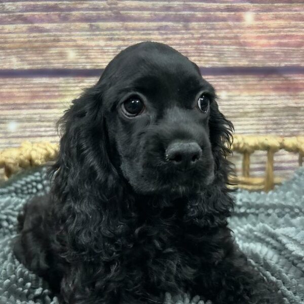 Cocker Spaniel-DOG-Male-Black-5063-Petland Woodlands, TX