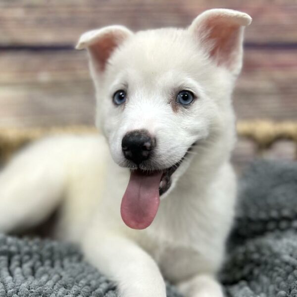 Pomsky-DOG-Male-Biscuit-5060-Petland Woodlands, TX