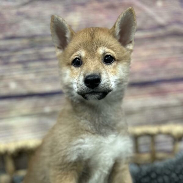 Shiba Inu-DOG-Male-Red-5064-Petland Woodlands, TX