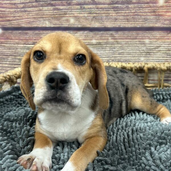 Beabull-DOG-Female-bl mrl tn pts-5028-Petland Woodlands, TX