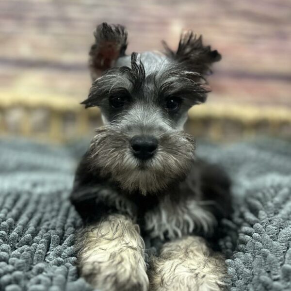 Mini Schnauzer-DOG-Male-Black and Silver-5076-Petland Woodlands, TX