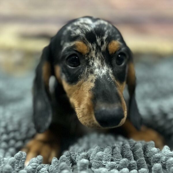 Dachshund-DOG-Male-Black and Silver Dapple-5075-Petland Woodlands, TX
