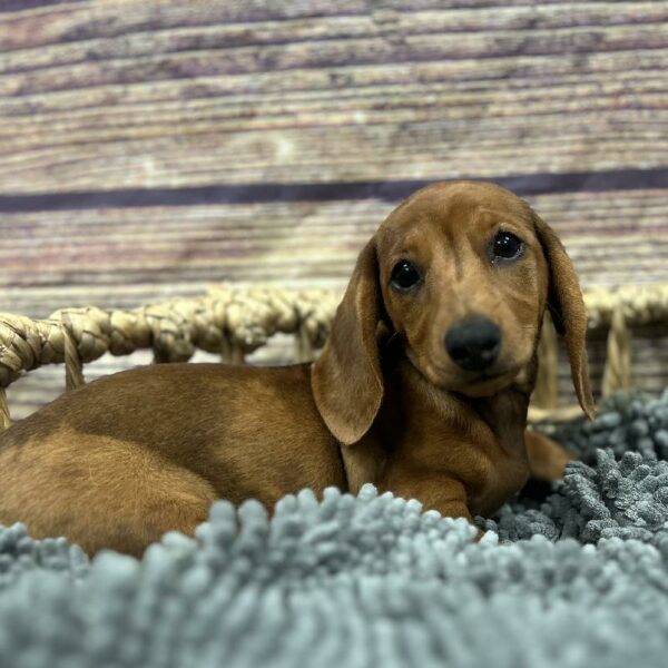 Dachshund-DOG-Female-Red-5074-Petland Woodlands, TX