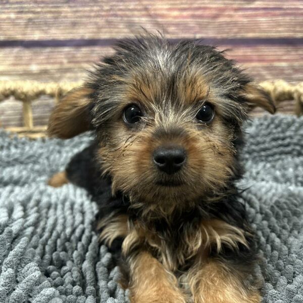 Yorkie-DOG-Female-Black and Tan-5079-Petland Woodlands, TX