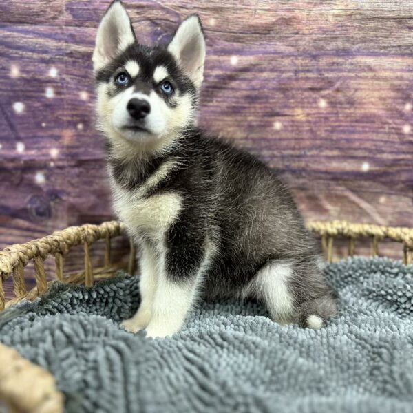 Siberian Husky-DOG-Female-blk & wh-5082-Petland Woodlands, TX