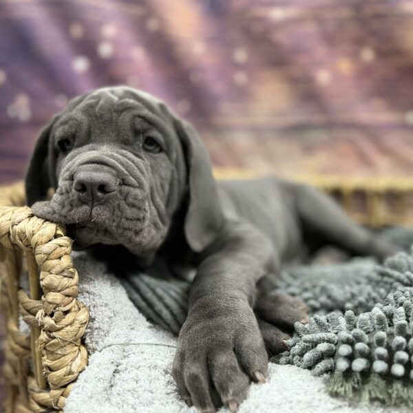 Neopolitan Mastiff-DOG-Female-bl-5081-Petland Woodlands, TX